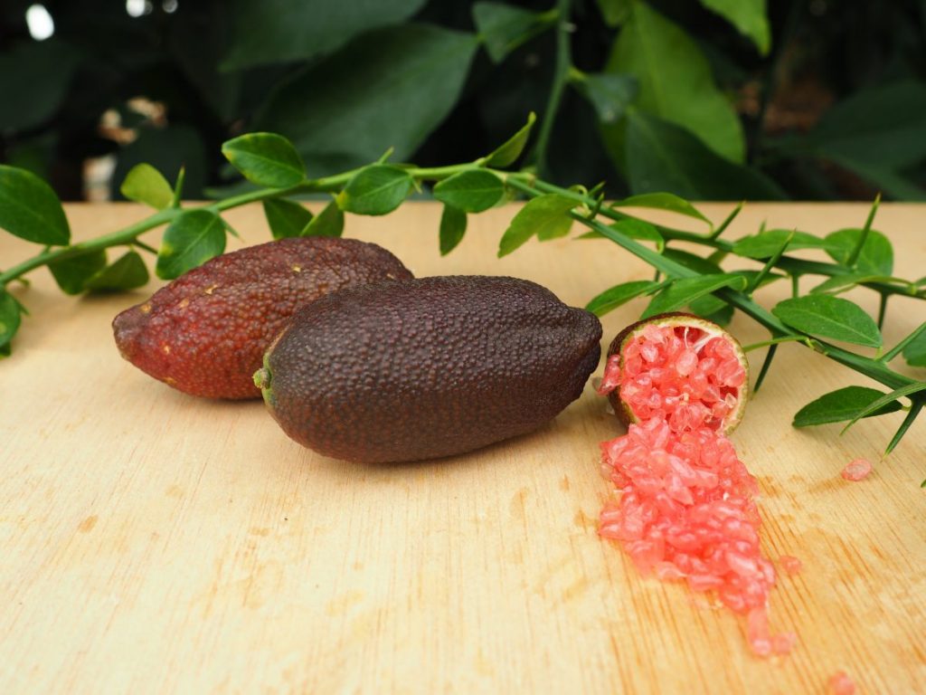 Citron caviar Saphir rose AGRUMERIE VESSIERE