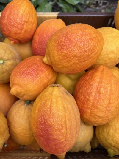 Citron Vinato