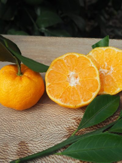 Citrus mandarine sanguine mandared - Pépinières Quissac