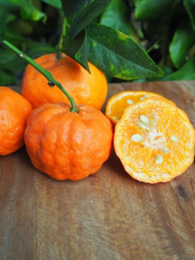 Mandarine Shangsa