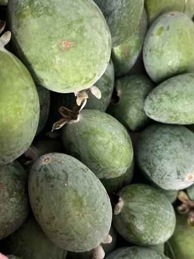 Feijoa Apollo