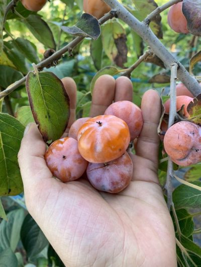 Kaki Meader Virginiana