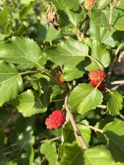 Mûrier nain "mojo berry"