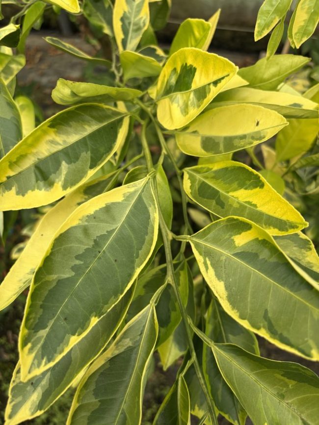 Satsuma Owari Panachée