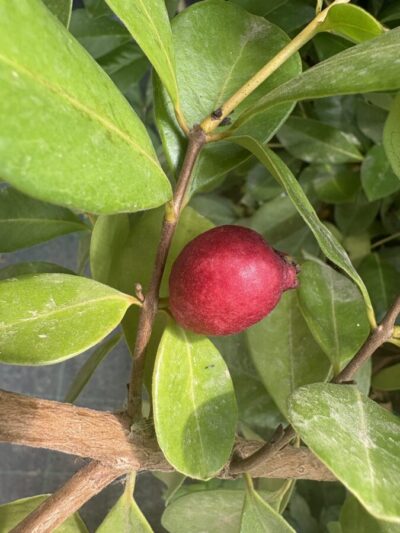 Goyave Fraise