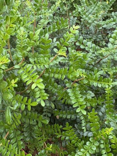 Poivre nain de Chine