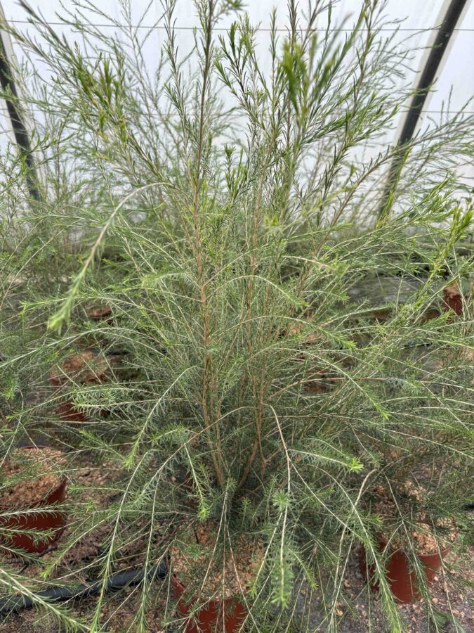 Arbre à thé, tea tree
