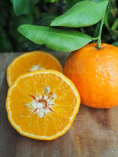 Tangelo Orlando