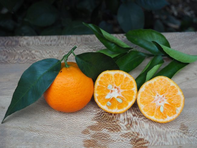 Mandarine Honey