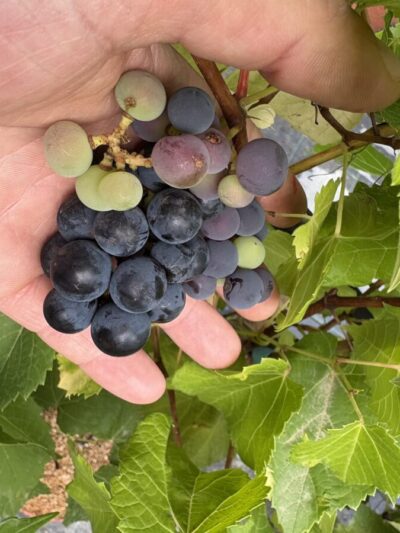 Vigne Zilga