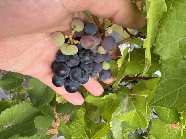 Vigne Zilga