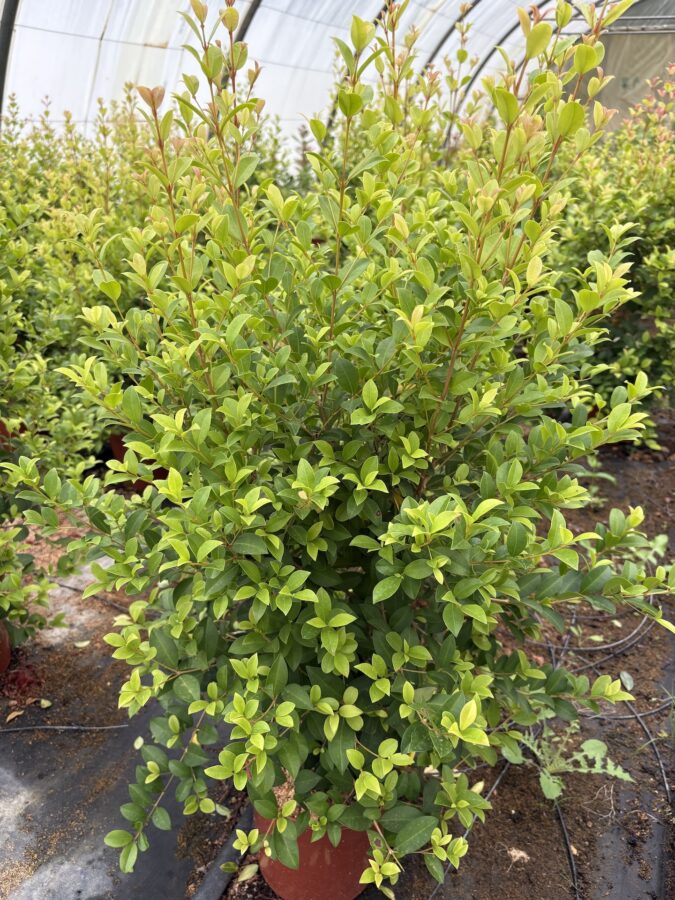 Eugenia myrtifolia Newport