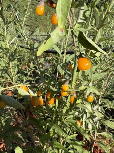 Baie de Goji Amber Sweet