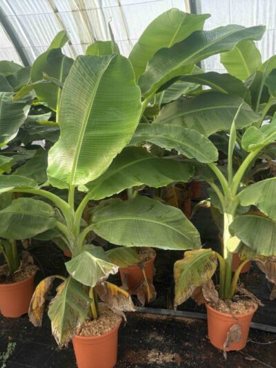 Bananier "Speciosa"