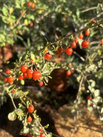 Baie de Goji XXL